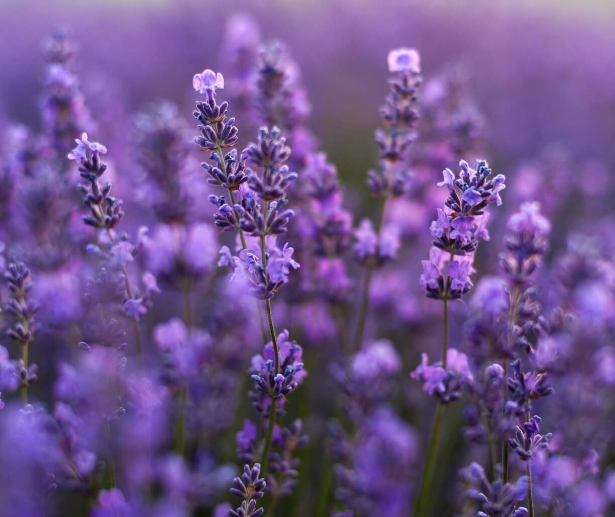 tenderness of lavender fields moldova